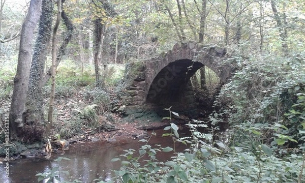 Fototapeta an old bridge in the forest
