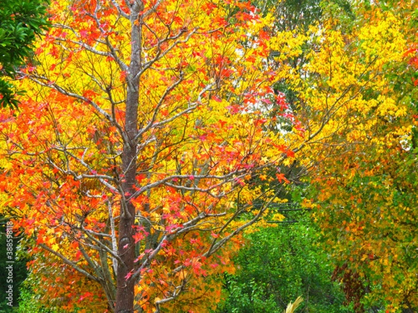 Fototapeta 楓の並木道