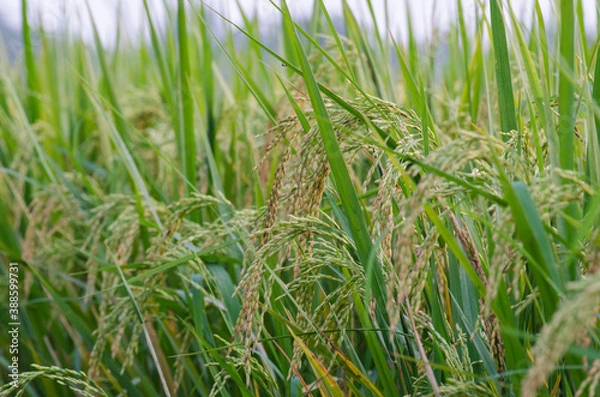 Fototapeta rice field