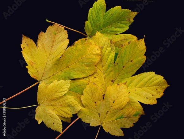 Obraz Liście na tle