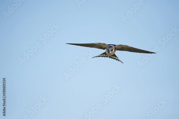 Obraz Der Flug der Rauchschwalbe