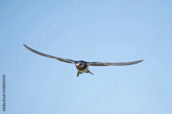 Obraz Der Flug der Rauchschwalbe