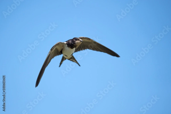 Obraz Der Flug der Rauchschwalbe