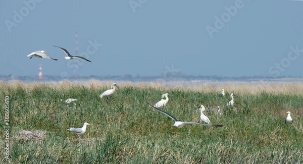 Fototapeta young spoonbills at nesting place on the uninhabited island of Rottumeroog.