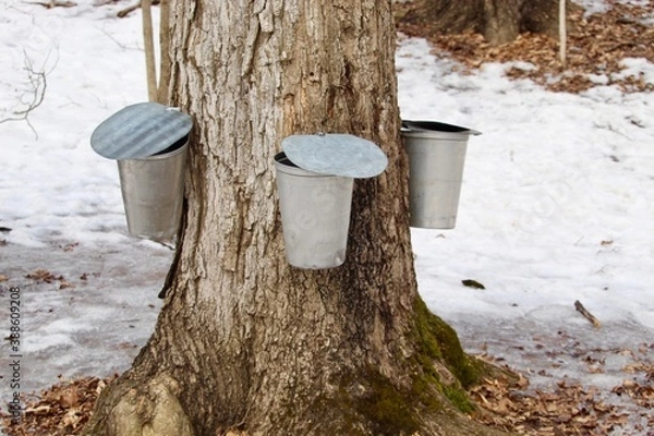 Obraz maple syrup tree