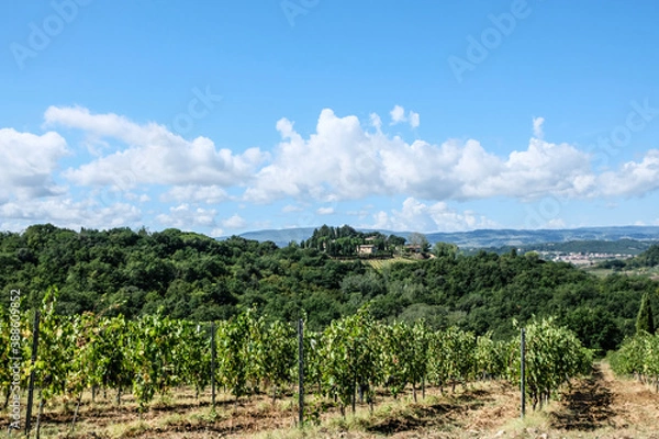 Fototapeta Vineyard with grapes in the summer in tuscany in italy