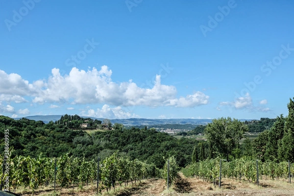 Fototapeta Vineyard with grapes in the summer in tuscany in italy