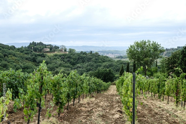 Fototapeta Vineyard with grapes in the summer in tuscany in italy