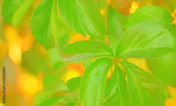Obraz  macro of  green leaves in the garden with soft delicious background, nature, green, bokeh, vintage