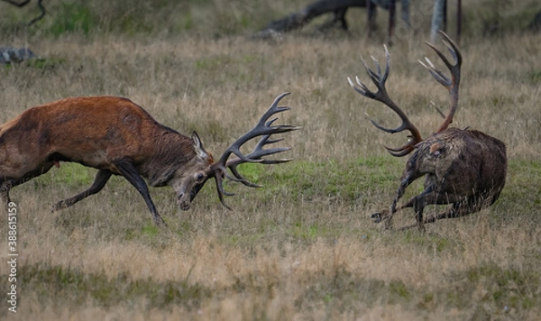 Obraz Fighting red deer stags