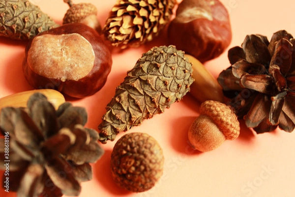 Obraz acorns, cones, chestnuts on an orange background