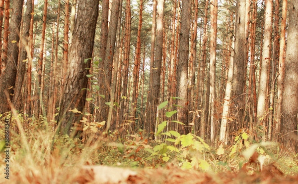 Fototapeta many pine trees in the forest on a clear day