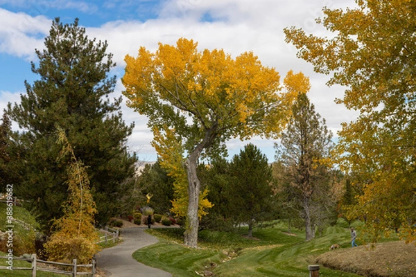 Obraz autumn trees in the park