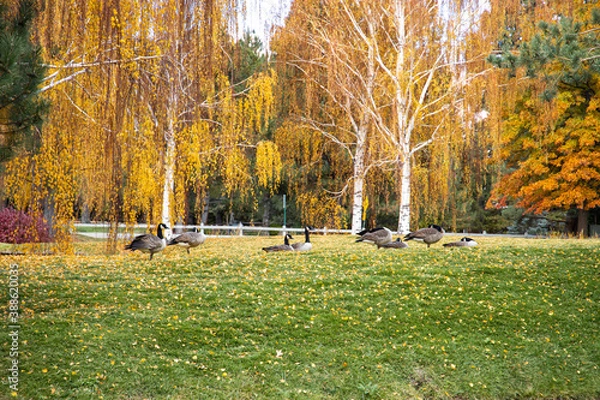Obraz autumn landscape with trees