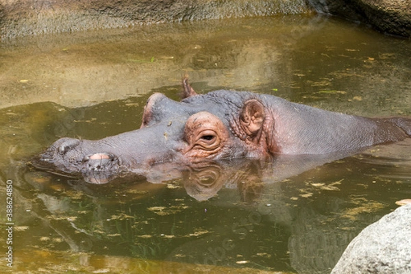Fototapeta Relaxed Hippo