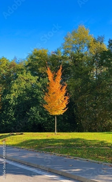 Obraz First autumn coloured tree.