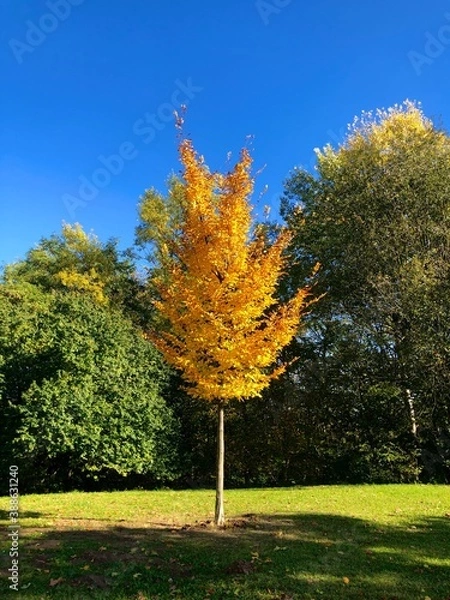 Obraz Lone orange tree