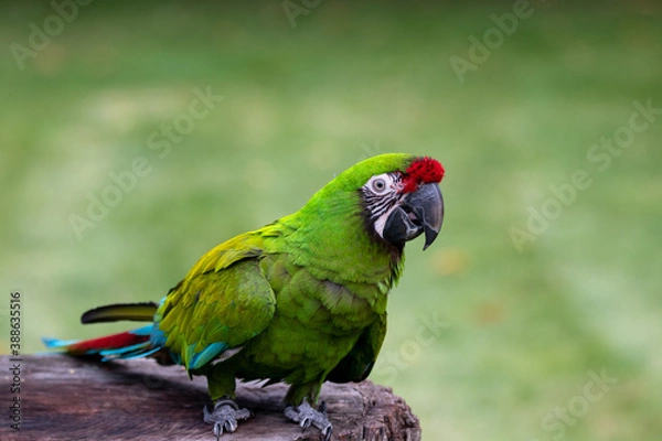 Obraz red and green macaw