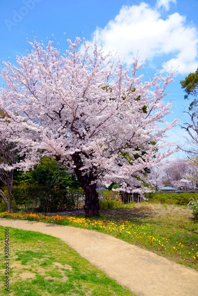 Fototapeta 桜とマーガレット
