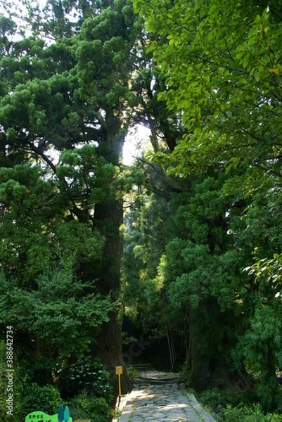 Fototapeta 大門坂の夫婦杉