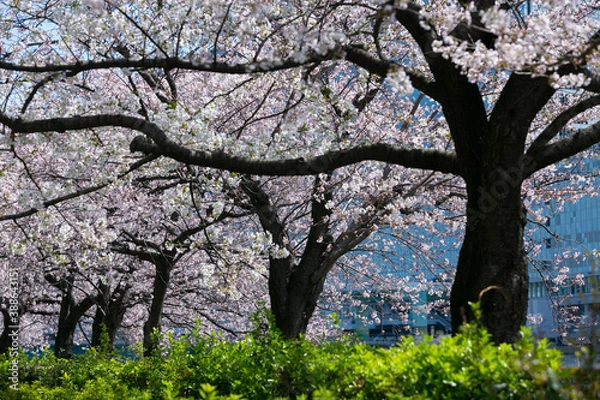 Fototapeta 満開の桜並木