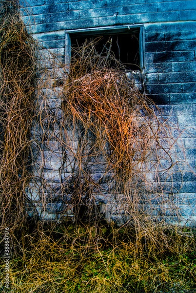 Fototapeta Overgrown Barn