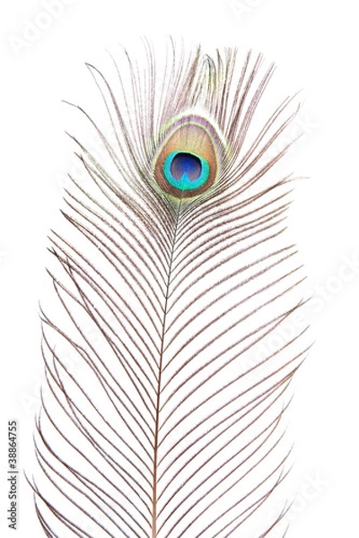Obraz peacock feather