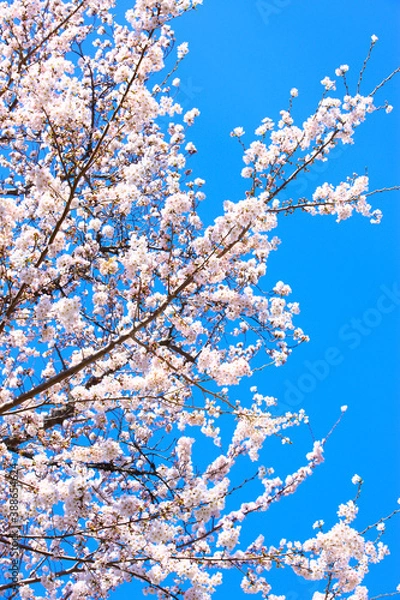 Fototapeta 桜の花