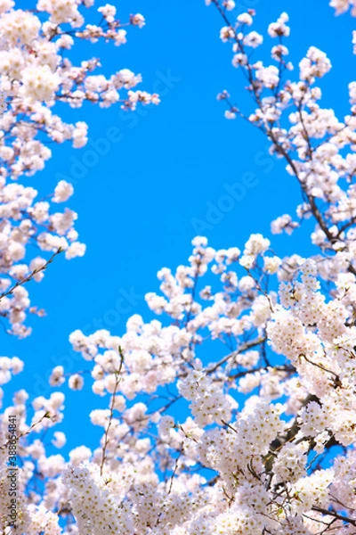 Fototapeta 桜の花