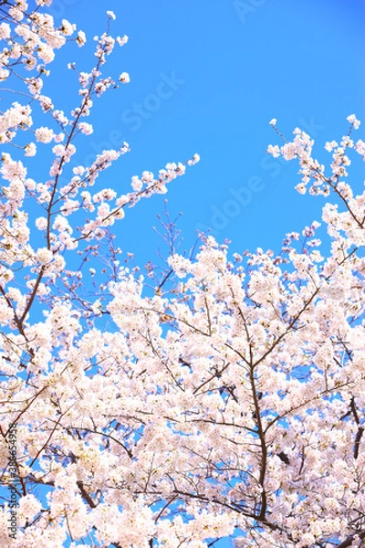 Fototapeta 桜の花