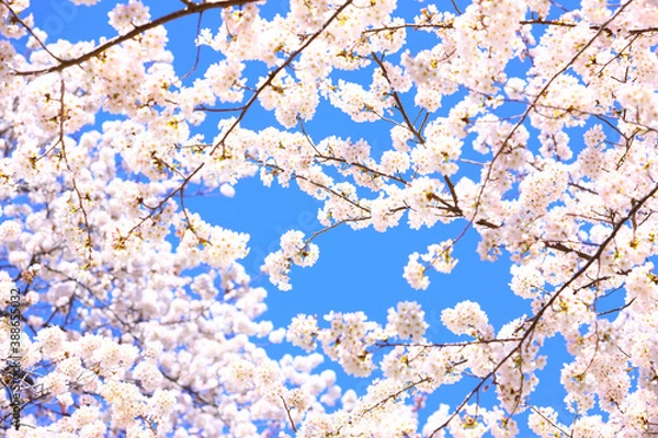 Fototapeta 桜の花