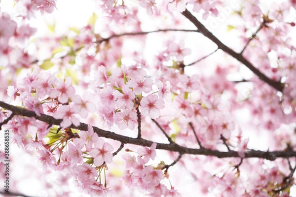 Fototapeta 河津桜