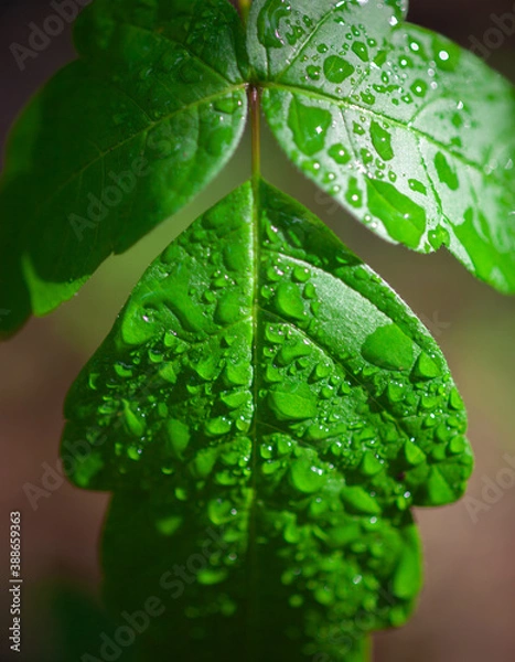 Obraz water drops on leaf