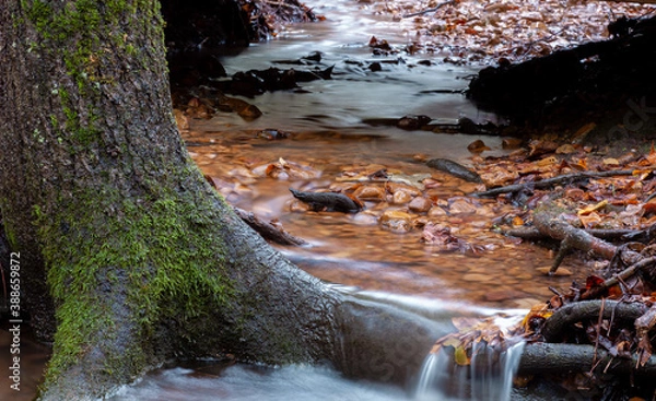 Obraz water flowing in the forest