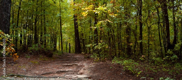Obraz path in the woods forest 