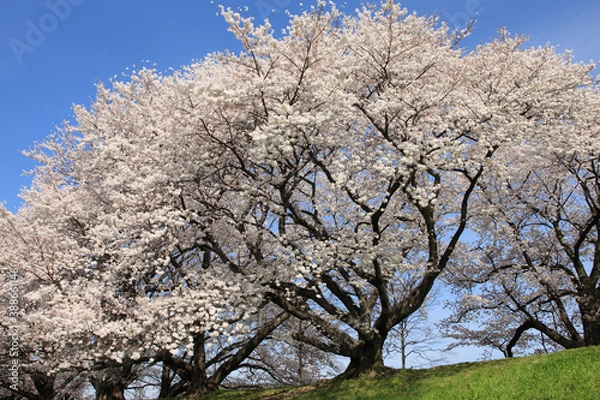 Fototapeta 八幡背割堤公園の桜