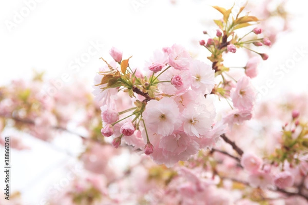Fototapeta 大阪、造幣局の桜