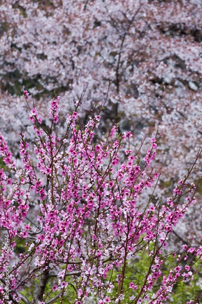 Fototapeta 桃の花と桜