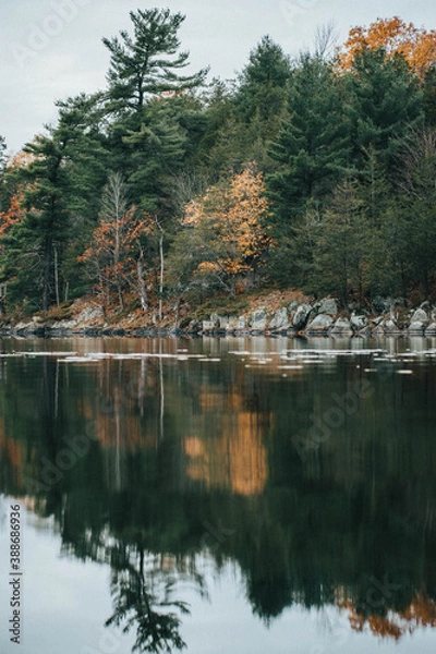 Fototapeta fall trees and evergreens around a small lake