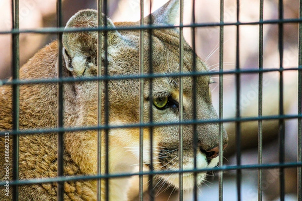 Fototapeta Caged Tiger