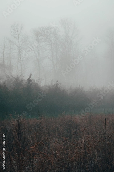 Fototapeta apple trees on a foggy morning