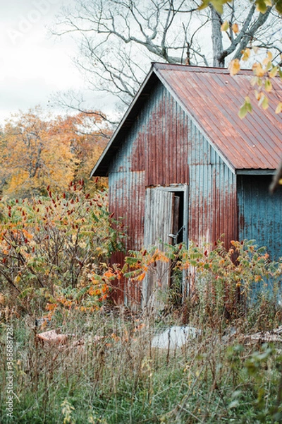 Fototapeta old shed falling apart with fall trees in the background