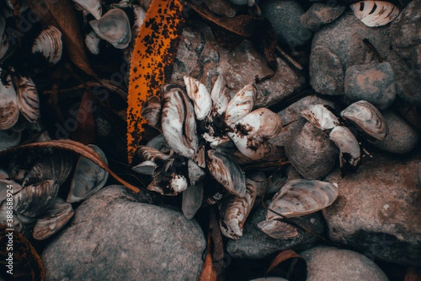 Fototapeta seashells on top of some rocks