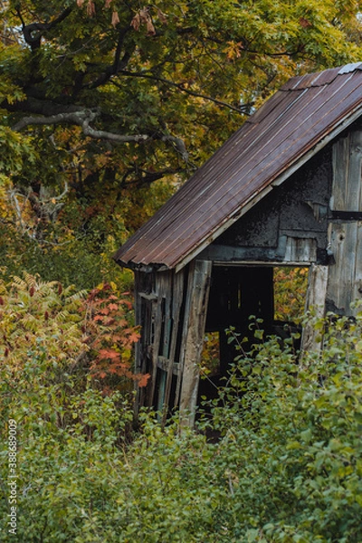 Fototapeta old shed falling apart with fall trees in the background