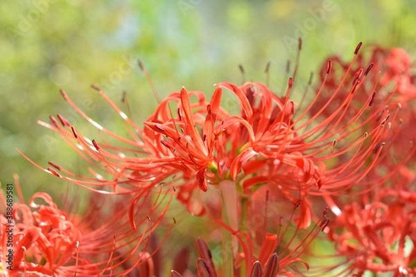 Fototapeta ヒガンバナ