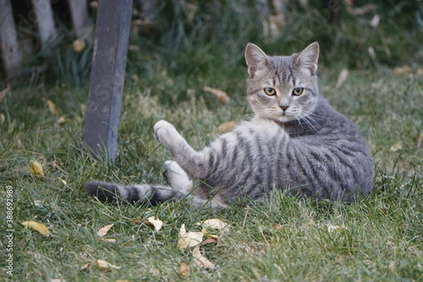 Obraz cat on the grass