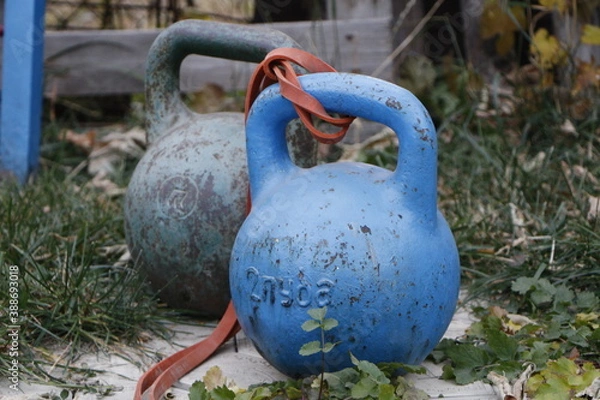 Obraz blue bird in the grass