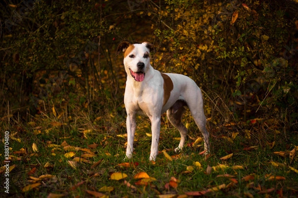 Fototapeta Beautiful happy pitbull dog posing in colorful sunny autumn day	
