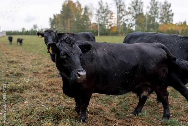 Fototapeta black dexter cow in the fields