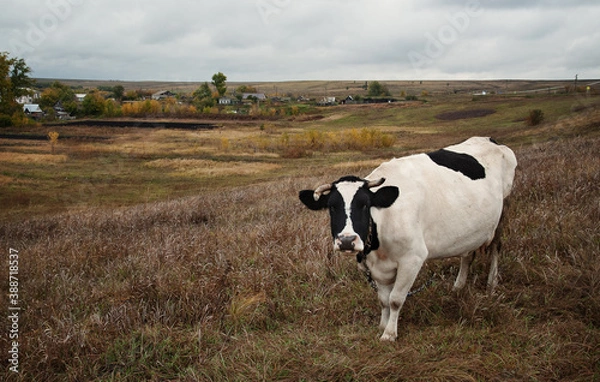 Obraz White cow in the field. Country background.